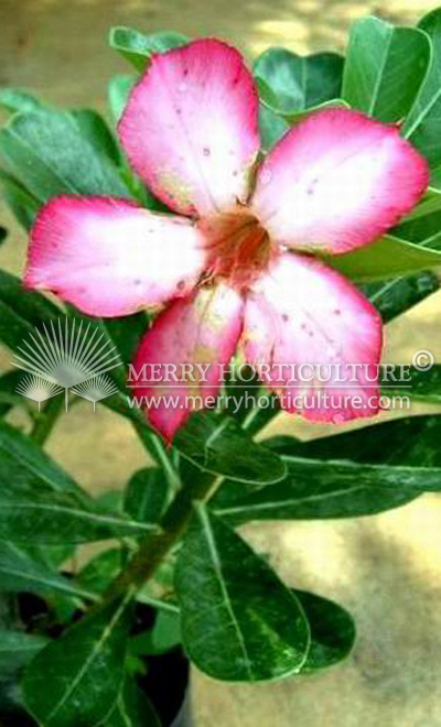 Adenium obesum